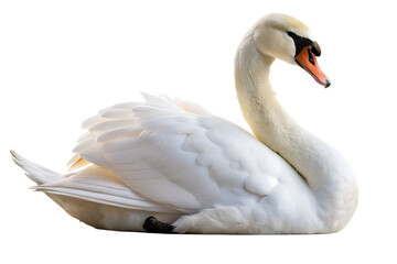 Graceful white swan floating calmly isolated on transparent background, elegant and serene waterfowl portrait