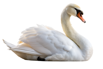 Graceful white swan floating calmly isolated on transparent background, elegant and serene waterfowl portrait