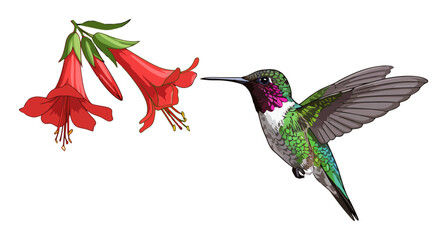 Obraz premium Hummingbird Vector Feeding on Red Flower