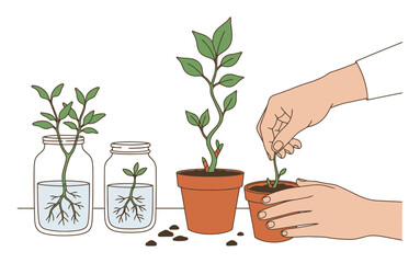 Obraz premium Plant Propagation Vector: Hands Potting Cuttings