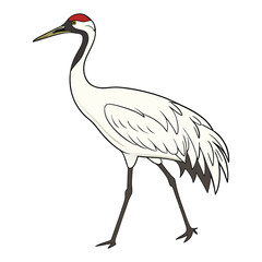 whooping-crane-vector-