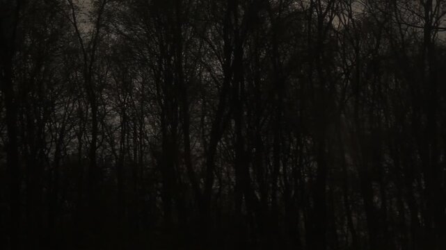 View from moving train window captures blurry bare trees and power lines on a fast, dark, overcast day. Ideal background for travel or suspense themes.