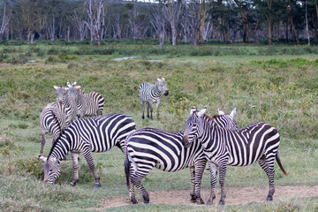 Plains zebras (Equus quagga) grazing on the savannah grassland of Lake Nakuru National Park, Kenya