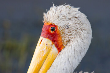 Close-up portrait of a Yellow-billed Stork (Mycteria ibis) showing its red facial skin and yellow bill in Lake Nakuru National Park