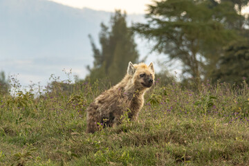 Fototapeta premium A young spotted hyena (Crocuta crocuta) sits in a grassy field in Lake Nakuru National Park, Kenya