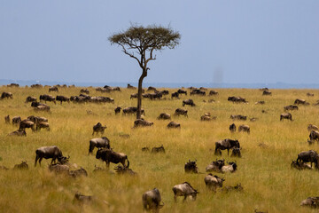 A huge herd of blue wildebeest (Connochaetes taurinus) on the move across the dry savanna of Maasai Mara, Kenya