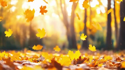 Bright golden autumn leaves falling in a forest park. Foliage on the ground in sunlight. Natural seasonal background.