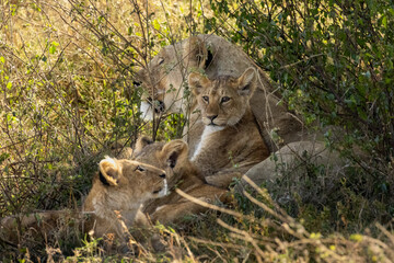 Lioness (Panthera leo) with a young cub resting in the tall savanna of Serengeti National Park,...