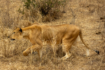 A lioness (Panthera leo) crouching low while stalking prey in the savanna of Tarangire National Park, Tanzania
