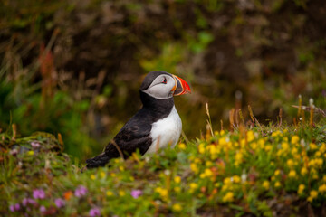 Atlantic puffin nesting in Iceland during the summer