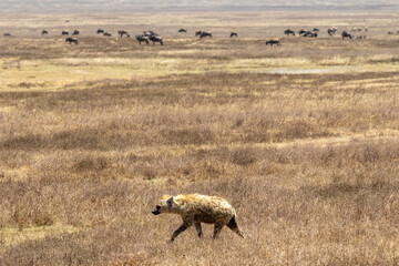 Spotted hyena (Crocuta crocuta) standing on the short-grass plains of the Ngorongoro Crater National Reserve