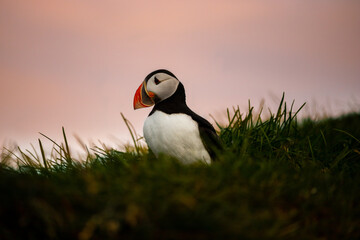 Atlantic puffin nesting in Iceland during the summer