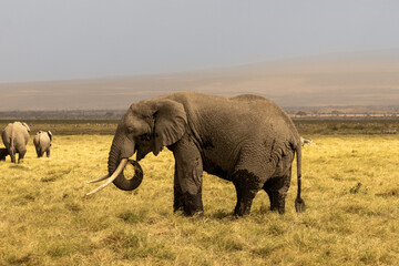 African bush elephant (Loxodonta africana) feeding on grass in the savannah of Amboseli National...