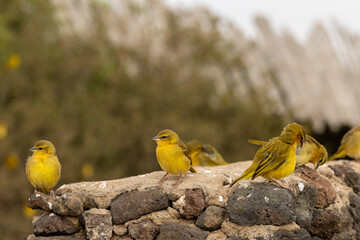 Taveta Golden Weavers (Ploceus castaneiceps) perches on a rock with Mount Kilimanjaro in the background at Amboseli National Park