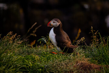 Atlantic puffin nesting in Iceland during the summer