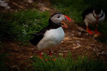 Atlantic puffin nesting in Iceland during the summer