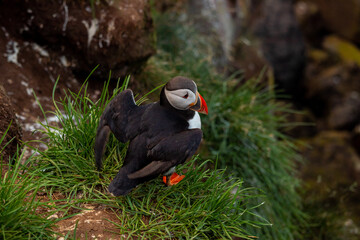 Atlantic puffin nesting in Iceland during the summer
