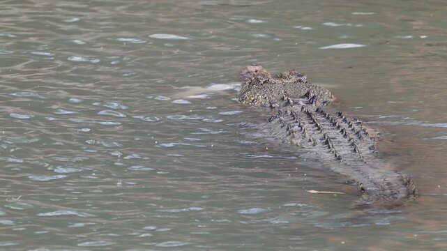 Big saltwater estuarine crocodile, Crocodylus porosus, lurking in shallow murky water of Cahills crossing and devouring a baby crocodile near Kakadu national park, Arnhemland, Northern Territory.