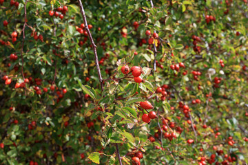 rosehip fruits on a branch