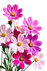 Delicate pink, white, and purple cosmos flowers isolated on a pure white background, perfect for design projects and floral arrangements, colorful, floral design, purple