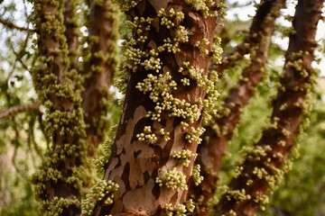 Jabuticaba tree just before blossoming