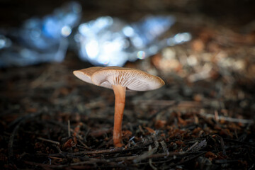 close up mushroom with bokehs in the forest 