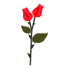 Two buds of bright red rose on one stem. Vector illustration isolated on white background.