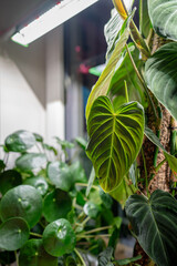 Growing plants under phyto lamp on window at home in winter season. Closeup of LED lamp for supplementary lighting of Philodendron Splendid, Pilea peperomioides. Plant care, additional illumination.