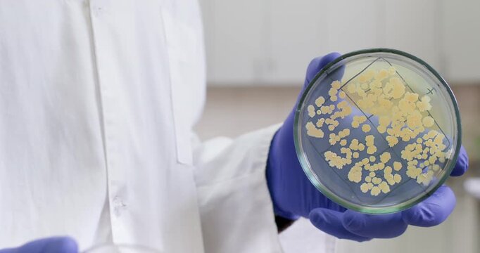 A scientist opens a petri dish containing E. coli and shows the dish to the camera while standing in a laboratory.