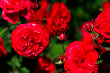 Vibrant red roses blooming in a garden during the sunny afternoon hours