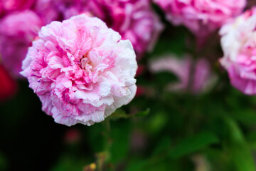 Colorful pink flower blooming in a lush garden during the spring season