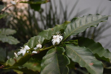 a White coffee tree flowers