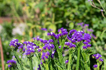 Fototapeta premium Close up of wavyleaf sea lavender (limorium sinuatum) flowers in bloom