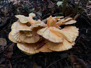 Bright orange-yellow sulphur shelf fungus (Laetiporus sulphureus) growing on forest floor. Wild edible mushroom known as chicken of the woods, top view close-up.