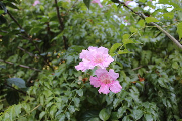 pink flowers in the garden