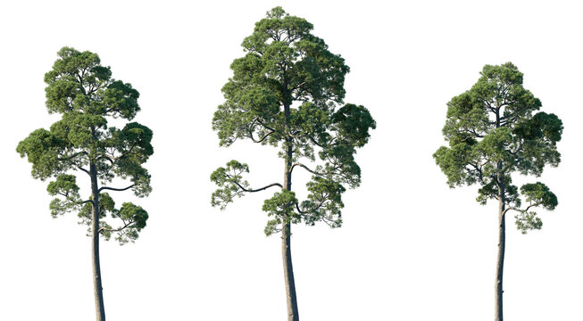Set of Pinus halepensis (the Aleppo pine, the Jerusalem pine) frontal isolated png on a transparent background perfectly cutout