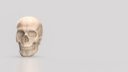 The Skull for Education or Sci concept 3d Rendering.