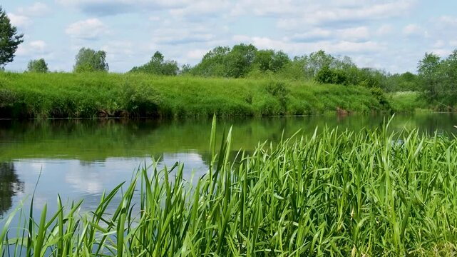 A tranquil river flows gently bordered by vibrant green grass and healthy plants. Reflections of greenery and a blue sky create a peaceful atmosphere indicative of a warm day