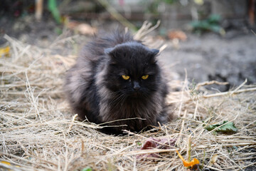 Closeup portrait black cat The face in front of eyes is yellow. Halloween black cat Black
