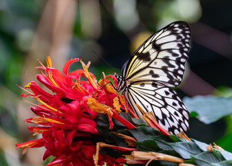 Large tree nymph