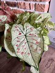 Caladium Strawberry Star . This plant is native to the tropical regions of South America. The leaves have random sprinkles of strawberry red freckles.