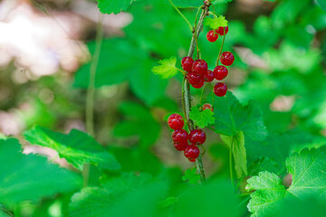 Red berry hanging on twig framed by simple green leaves