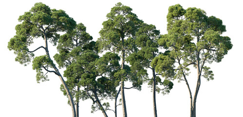 Set of Pinus halepensis (the Aleppo pine, the Jerusalem pine) frontal isolated png on a transparent background perfectly cutout