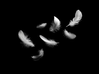 Obraz premium Feather Graphics - Black and White Feathers on a dark background