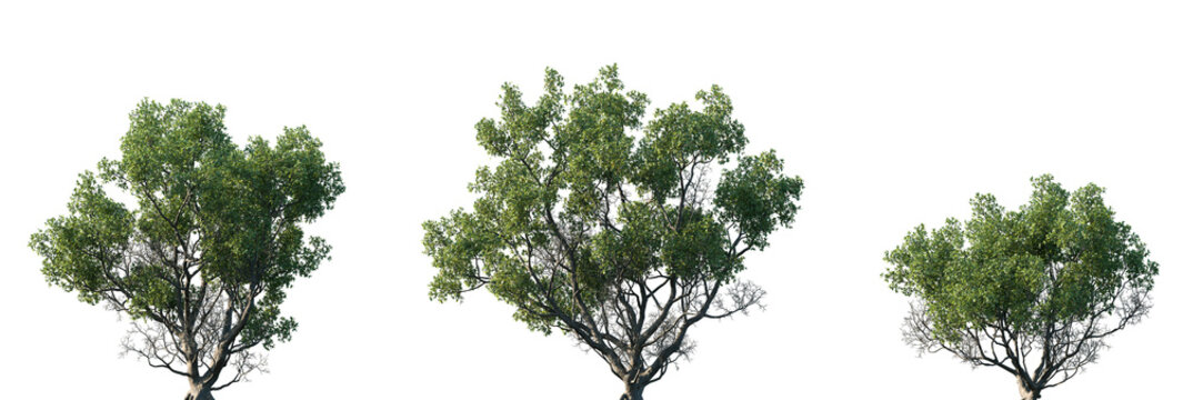 Set of Quercus faginea (The gall oak, holm oak or Valencian oak) isolated png in sunny daylight on a transparent background perfectly cutout	