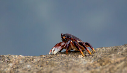 Purple Shore Crab