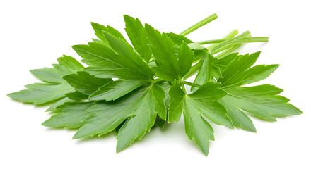 Lovage leaves isolated on white background, aromatic herb with celery-like flavor used in European cuisine.