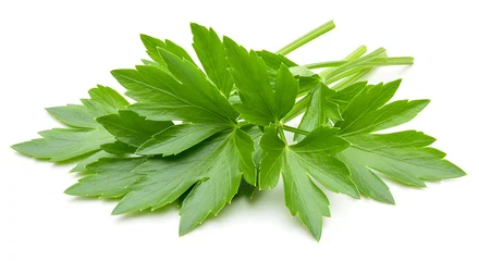 Lovage leaves isolated on white background, aromatic herb with celery-like flavor used in European cuisine. © Yasabosant