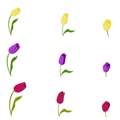Set of tulips of different colors. Vector illustration isolated on white background.