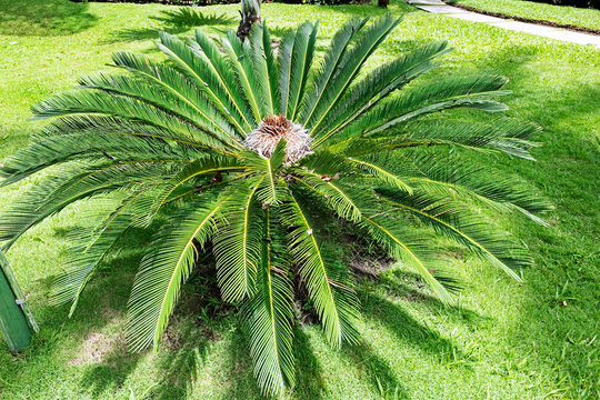 Sago Plam, Cycas revoluta, ia specie of gymnosperm in the family Cycadaceae, It is one of several species used for the production of sago, as well as an ornamental plant. Arraial da Ajuda, BR, 2024